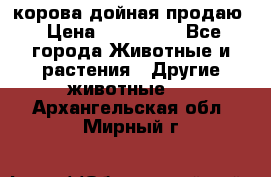 корова дойная продаю › Цена ­ 100 000 - Все города Животные и растения » Другие животные   . Архангельская обл.,Мирный г.